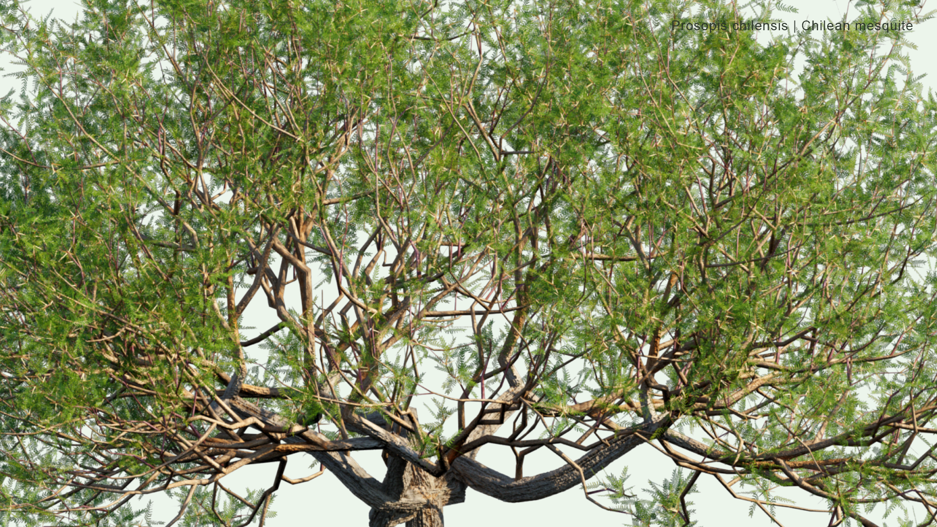 2D Prosopis Chilensis - Chilean Mesquite, Cupesí, Chilean Algarrobo