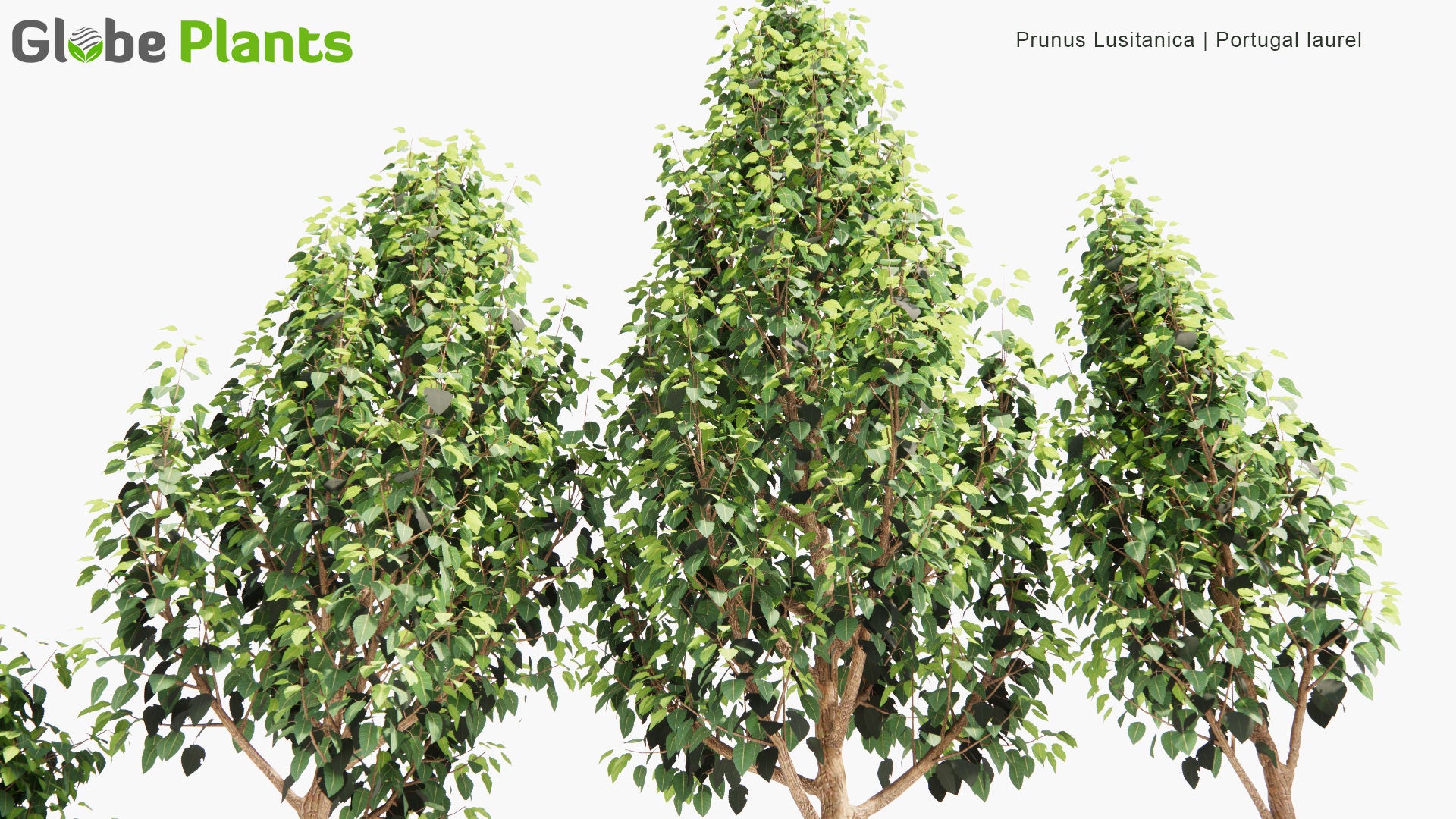 Low Poly Prunus Lusitanica - Portugal Laurel (3D Model)