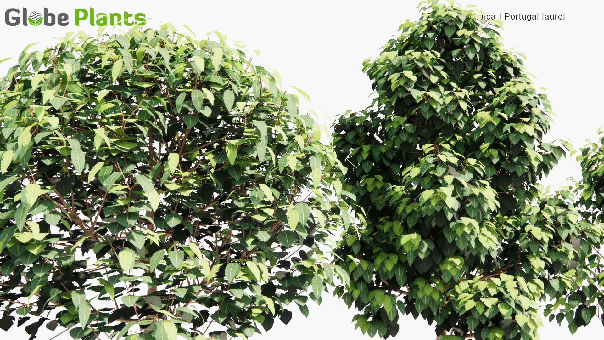 Low Poly Prunus Lusitanica - Portugal Laurel (3D Model)