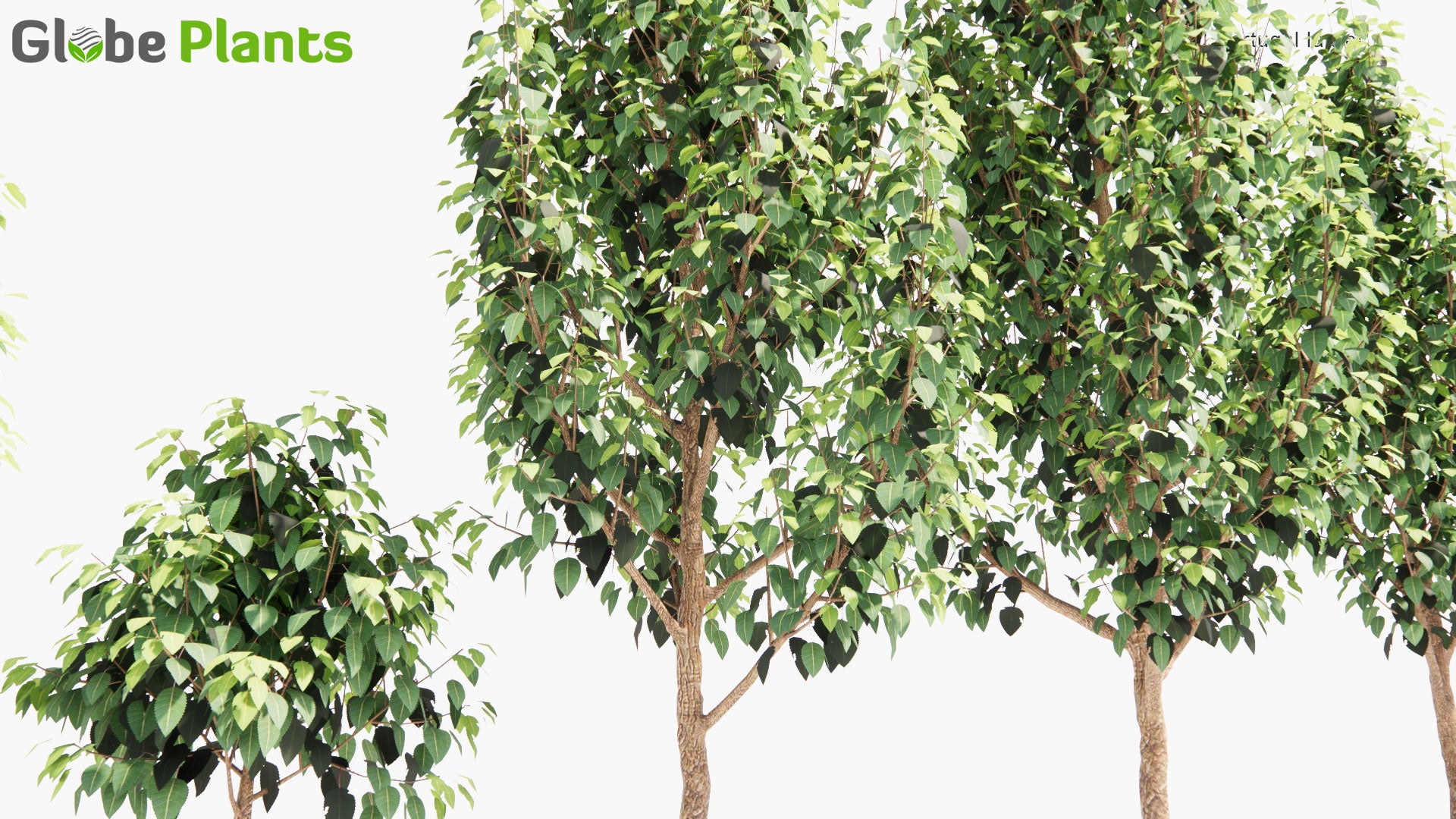 Low Poly Prunus Lusitanica - Portugal Laurel (3D Model)