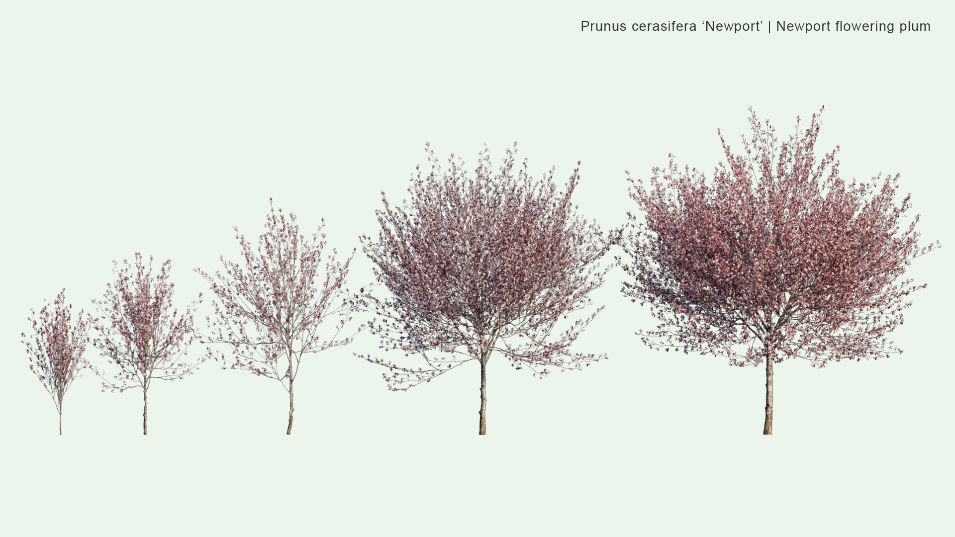 2D Prunus Cerasifera 'Newport' - Newport Flowering Plum