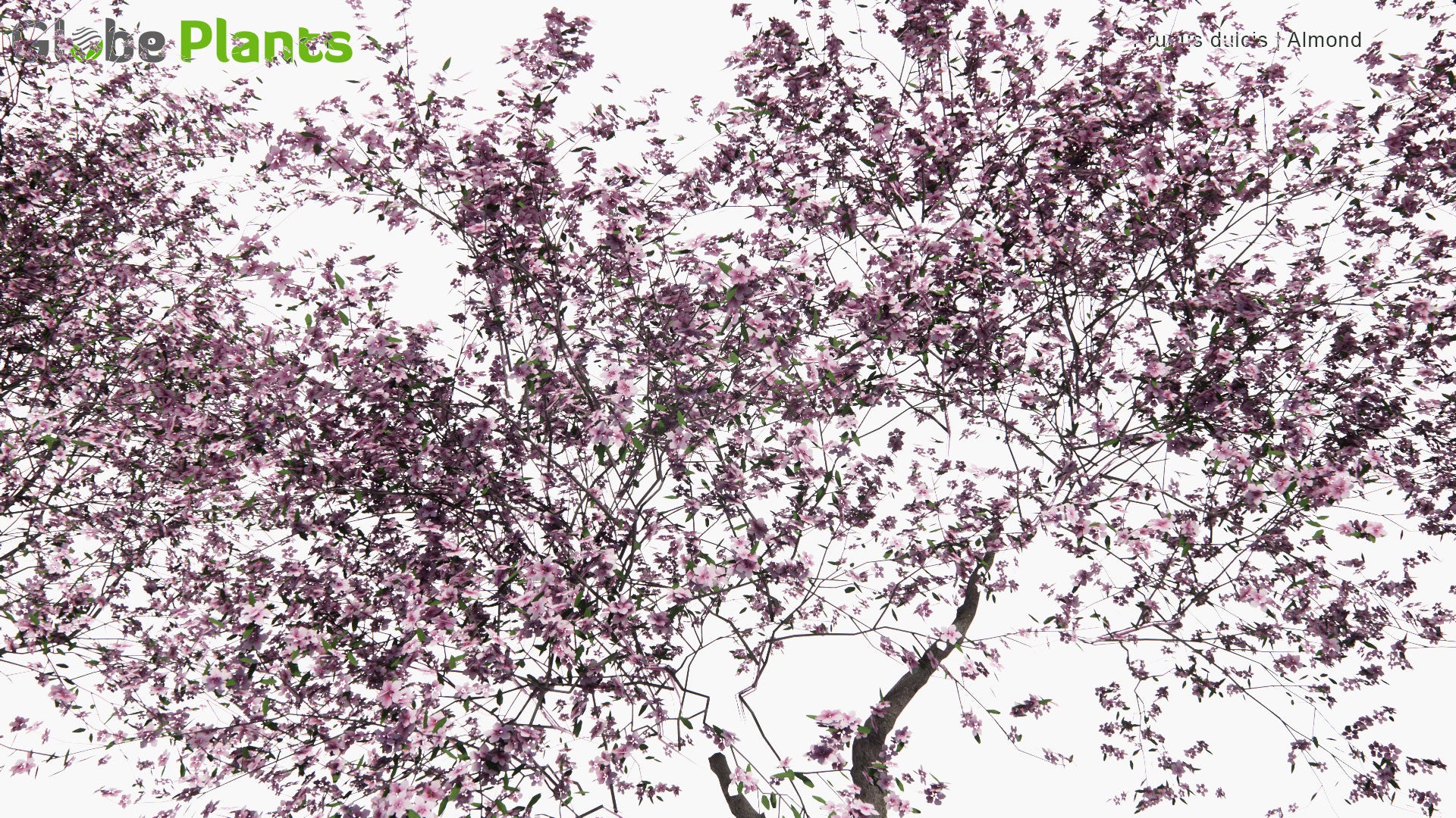 Low Poly Prunus Dulcis - Sweet Almond (3D Model)