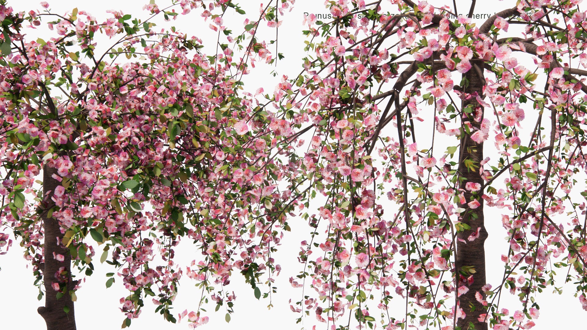 Low Poly Prunus 'Kiku-Shidare-Zakura' - Weeping cherry, しだれ桜 (3D Model)
