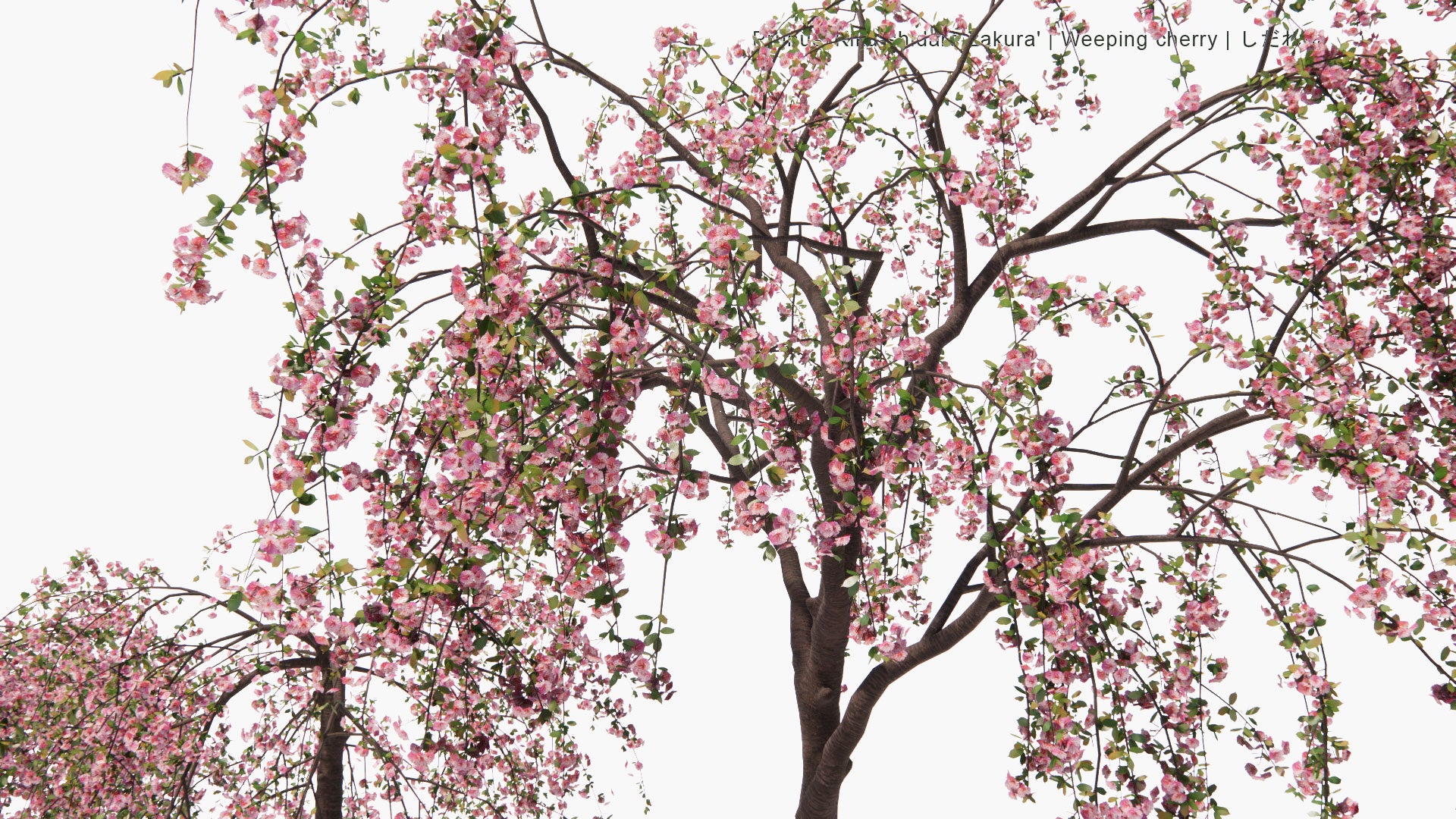 Low Poly Prunus 'Kiku-Shidare-Zakura' - Weeping cherry, しだれ桜 (3D Model)