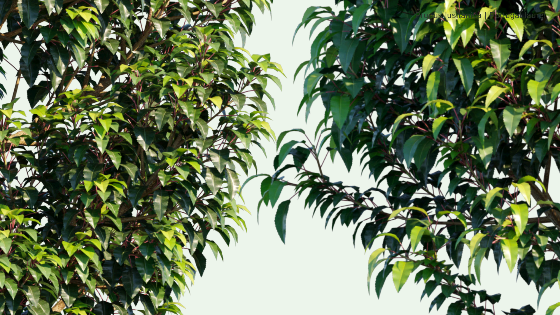 2D Prunus Lusitanica - Portugal Laurel