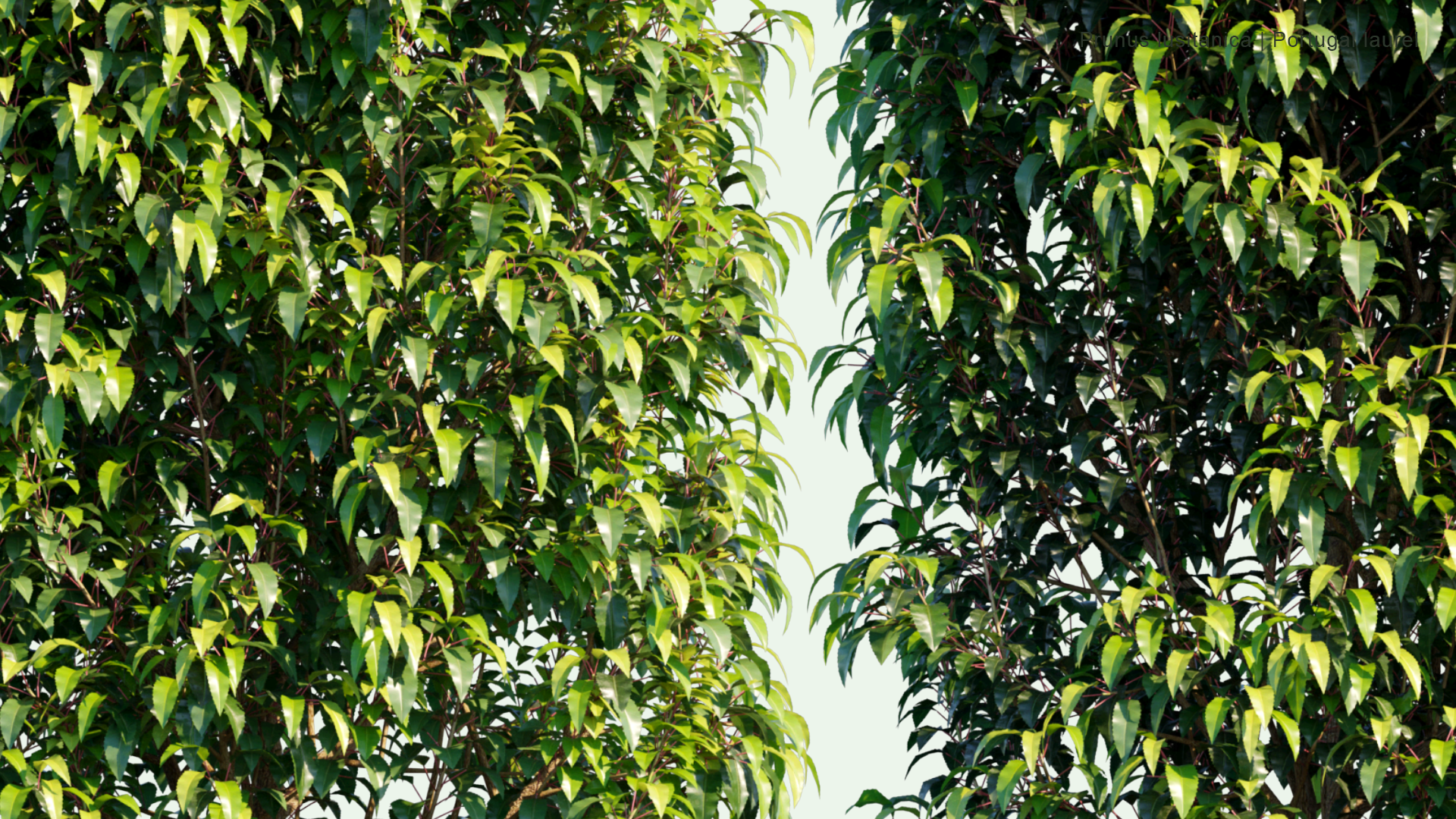 2D Prunus Lusitanica - Portugal Laurel