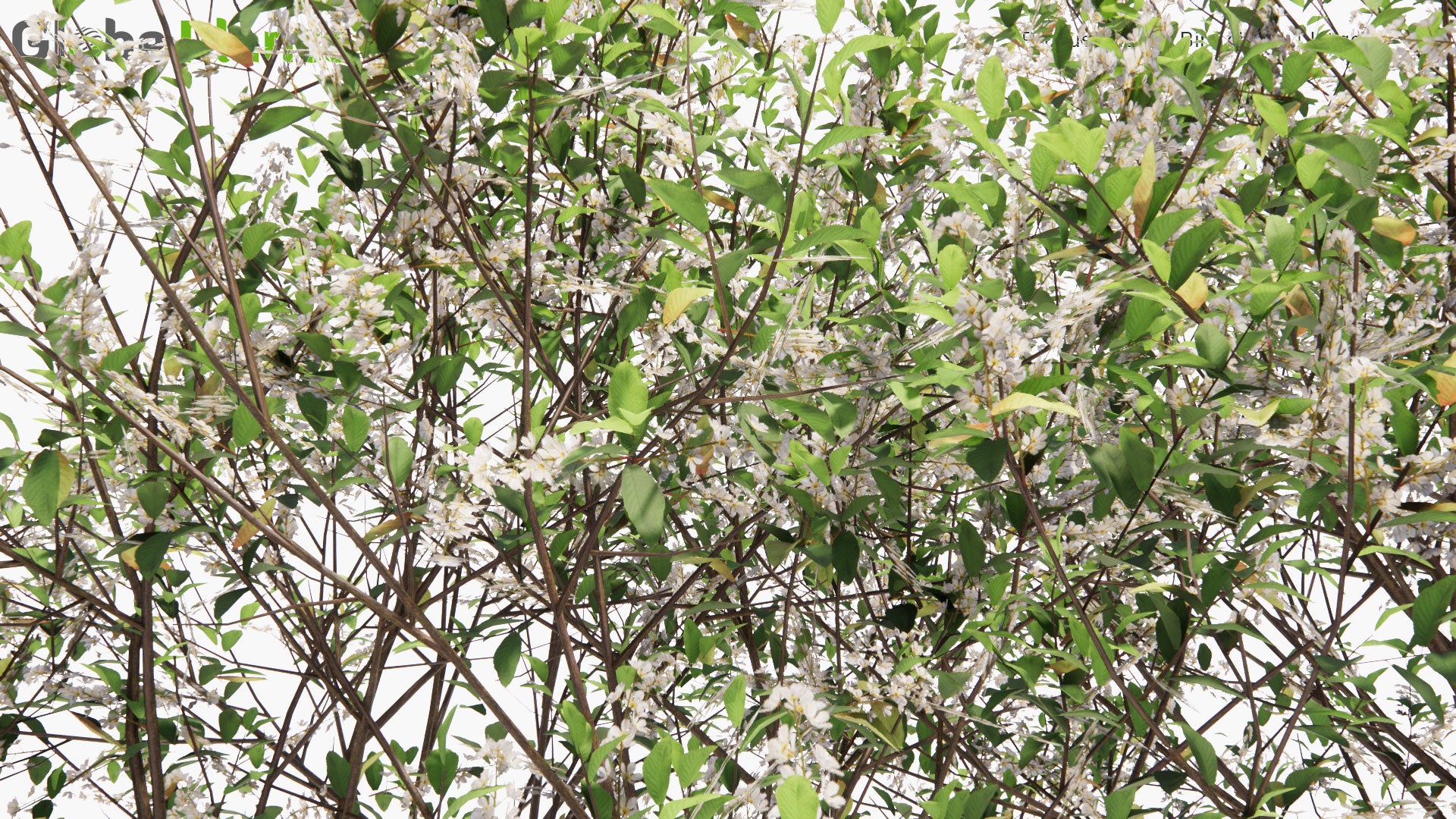 Low Poly Prunus Padus - Bird Cherry, Hackberry, Hagberry, Mayday Tree, Hägg (3D Model)