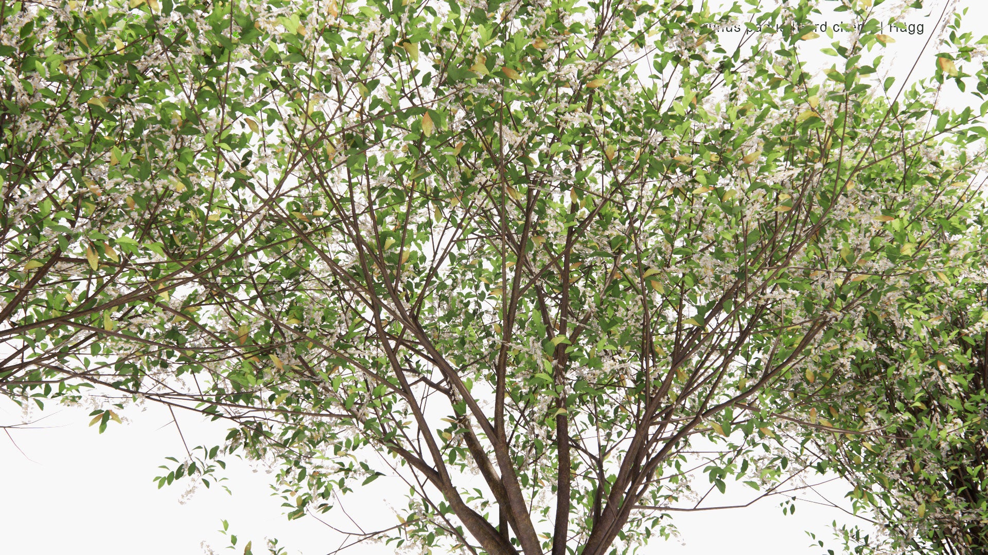 Low Poly Prunus Padus - Bird Cherry, Hackberry, Hagberry, Mayday Tree, Hägg (3D Model)