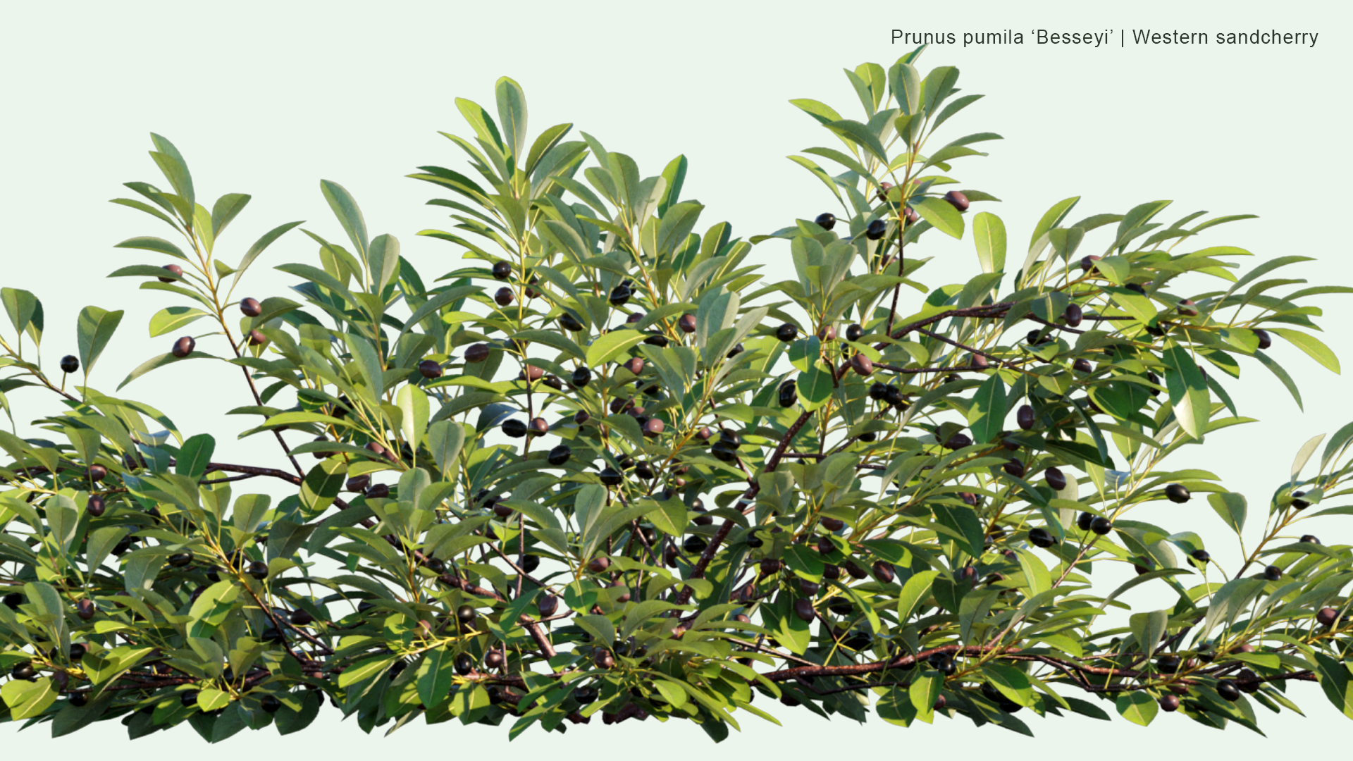 2D Prunus Pumila 'Besseyi' - Western Sandcherry, Rocky Mountain Cherry