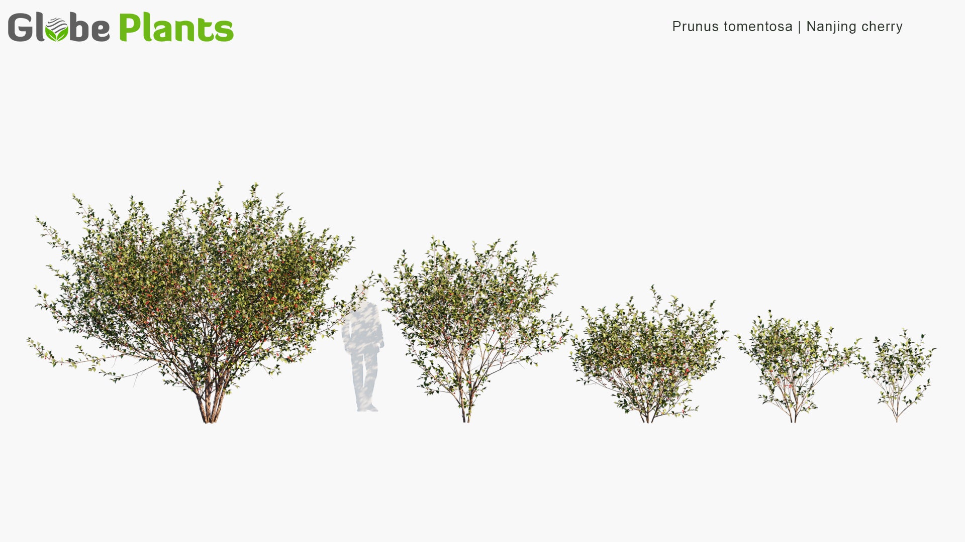 Low Poly Prunus Tomentosa - Nanjing Cherry, Mountain Cherry (3D Model)