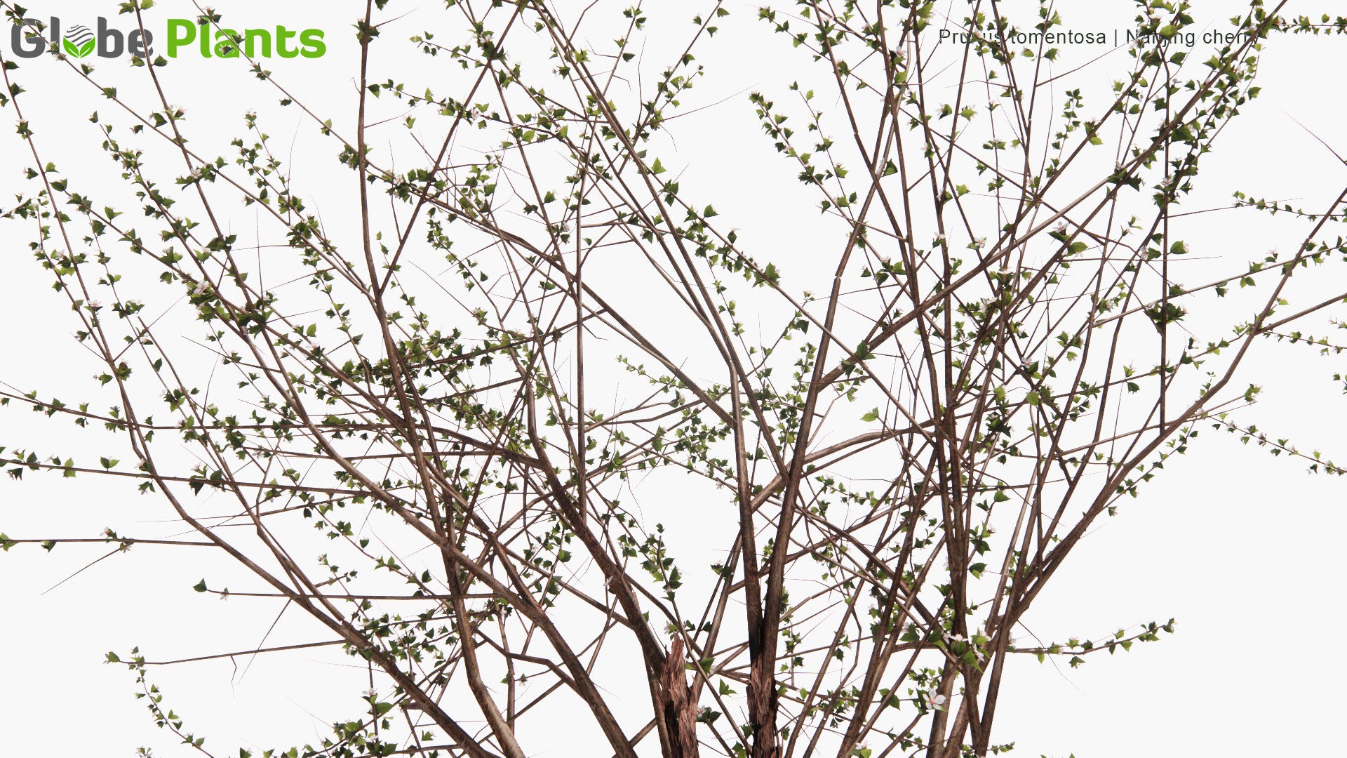 Low Poly Prunus Tomentosa - Nanjing Cherry, Mountain Cherry (3D Model)