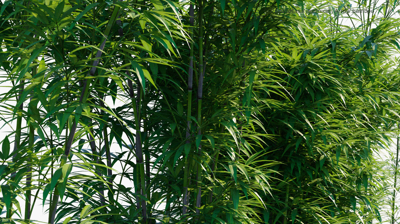 Le Bambou Japonais Pseudosasa japonica: Guide Complet - Bambou en