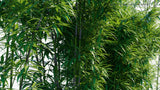 Load image into Gallery viewer, Pseudosasa Japonica - Arrow Bamboo, Metake