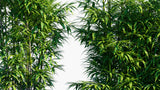 Load image into Gallery viewer, Pseudosasa Japonica - Arrow Bamboo, Metake