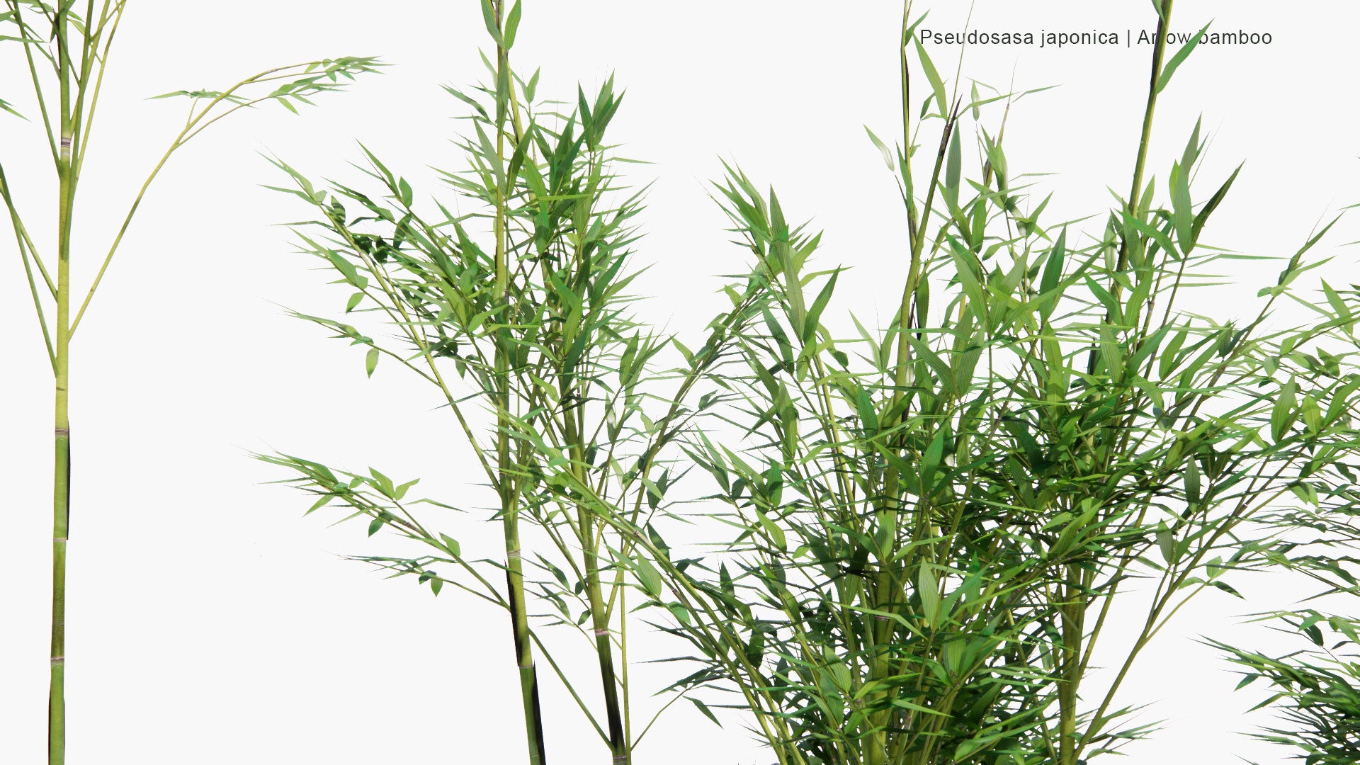 Low Poly Pseudosasa Japonica - Arrow Bamboo, Metake (3D Model)