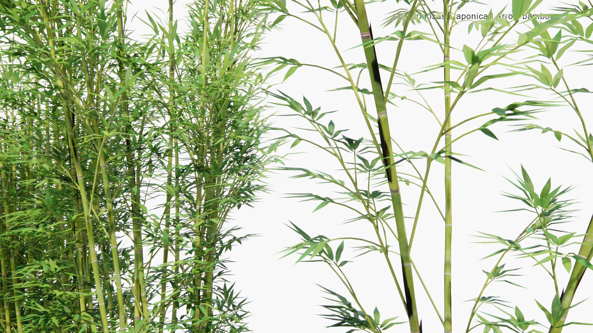 Low Poly Pseudosasa Japonica - Arrow Bamboo, Metake (3D Model)