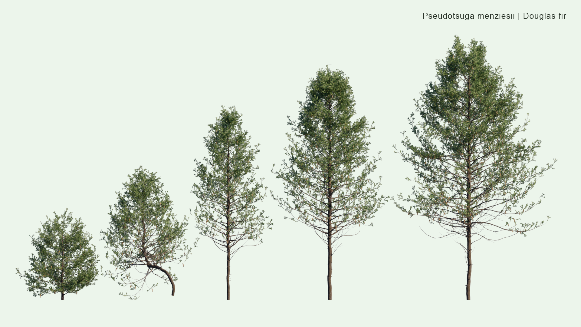 2D Pseudotsuga Menziesi - Douglas Fir, Oregon Pine