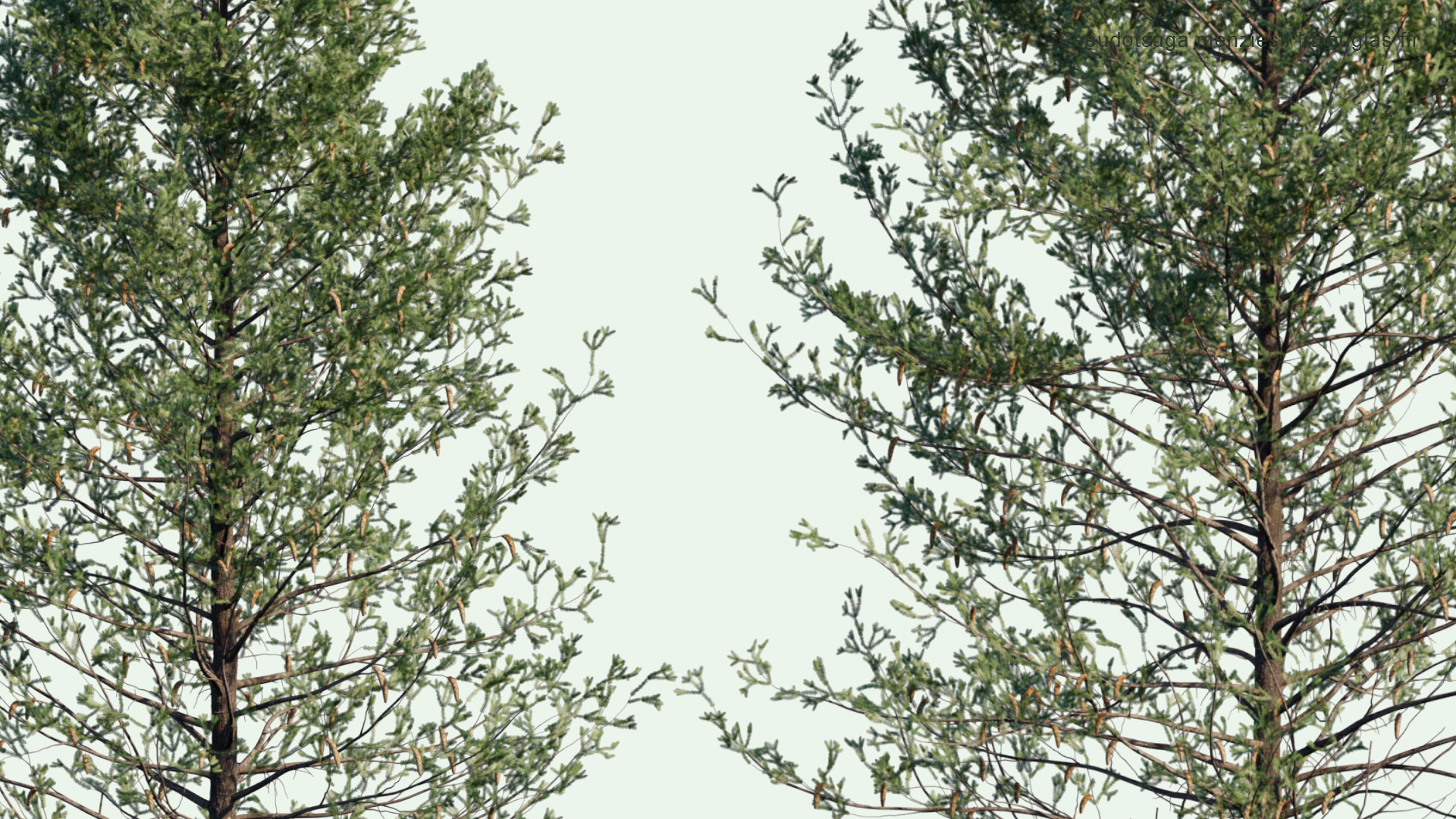 2D Pseudotsuga Menziesi - Douglas Fir, Oregon Pine