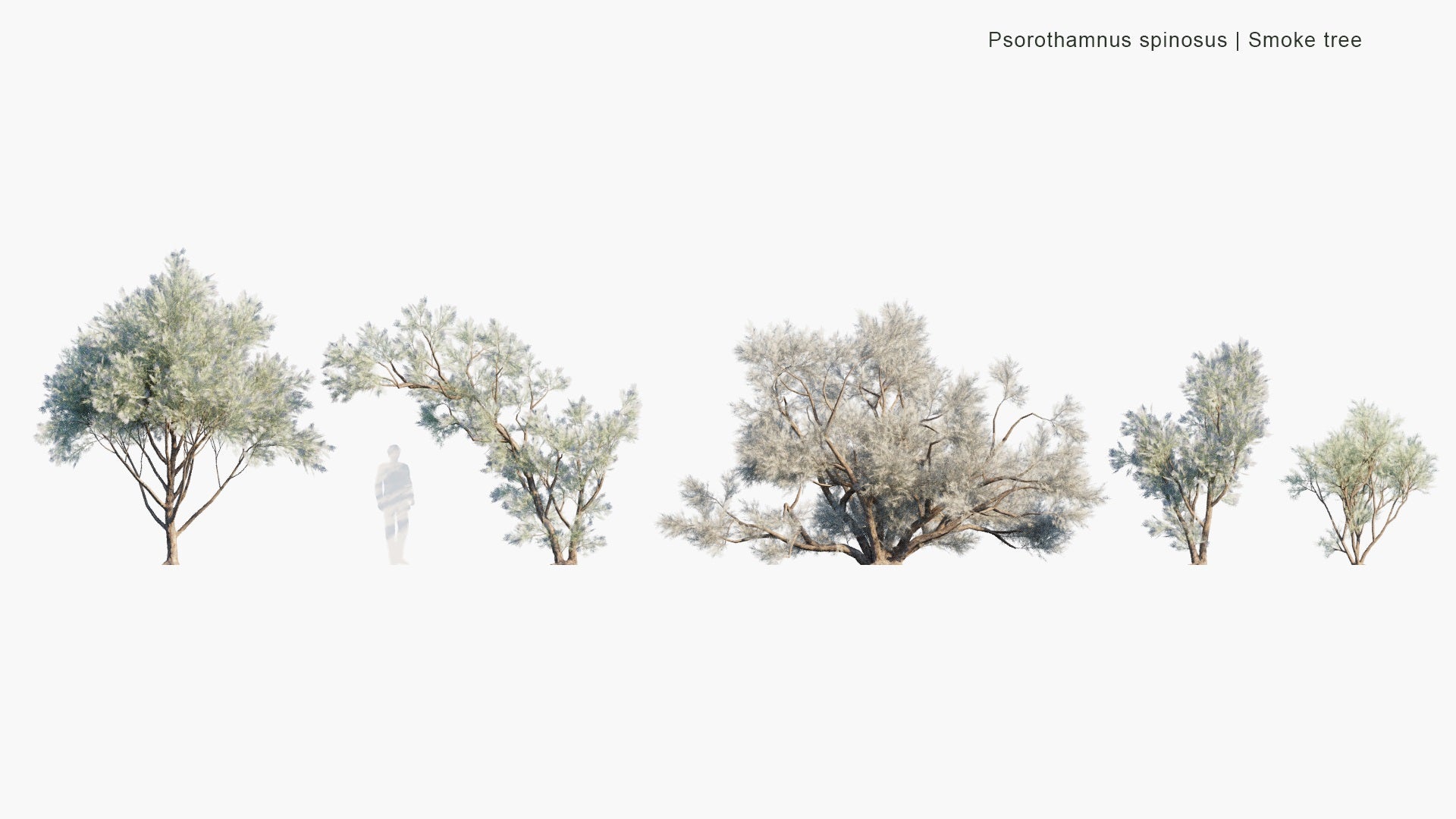 Low Poly Psorothamnus Spinosus - Smokethorn, Smoketree, Smokethorn Dalea, Corona De Cristo (3D Model)