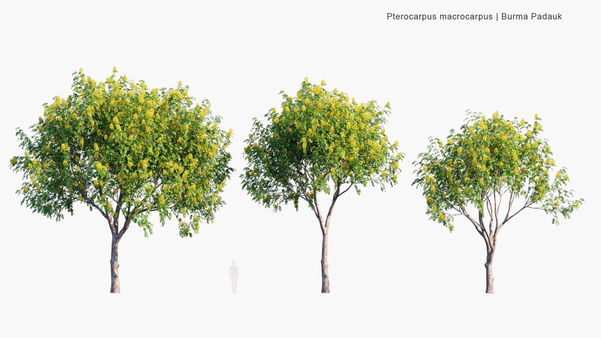 Pterocarpus Macrocarpus - Burma Padauk (3D Model)