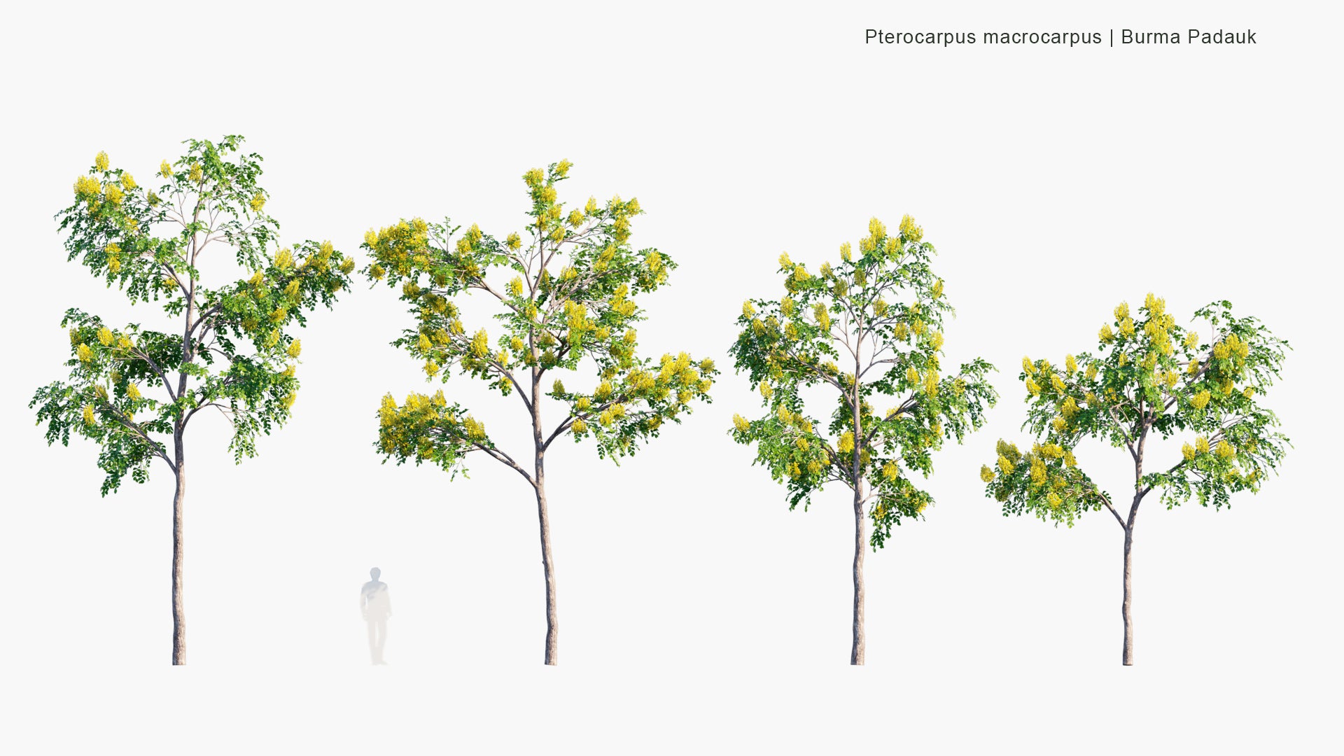 Pterocarpus Macrocarpus - Burma Padauk (3D Model)