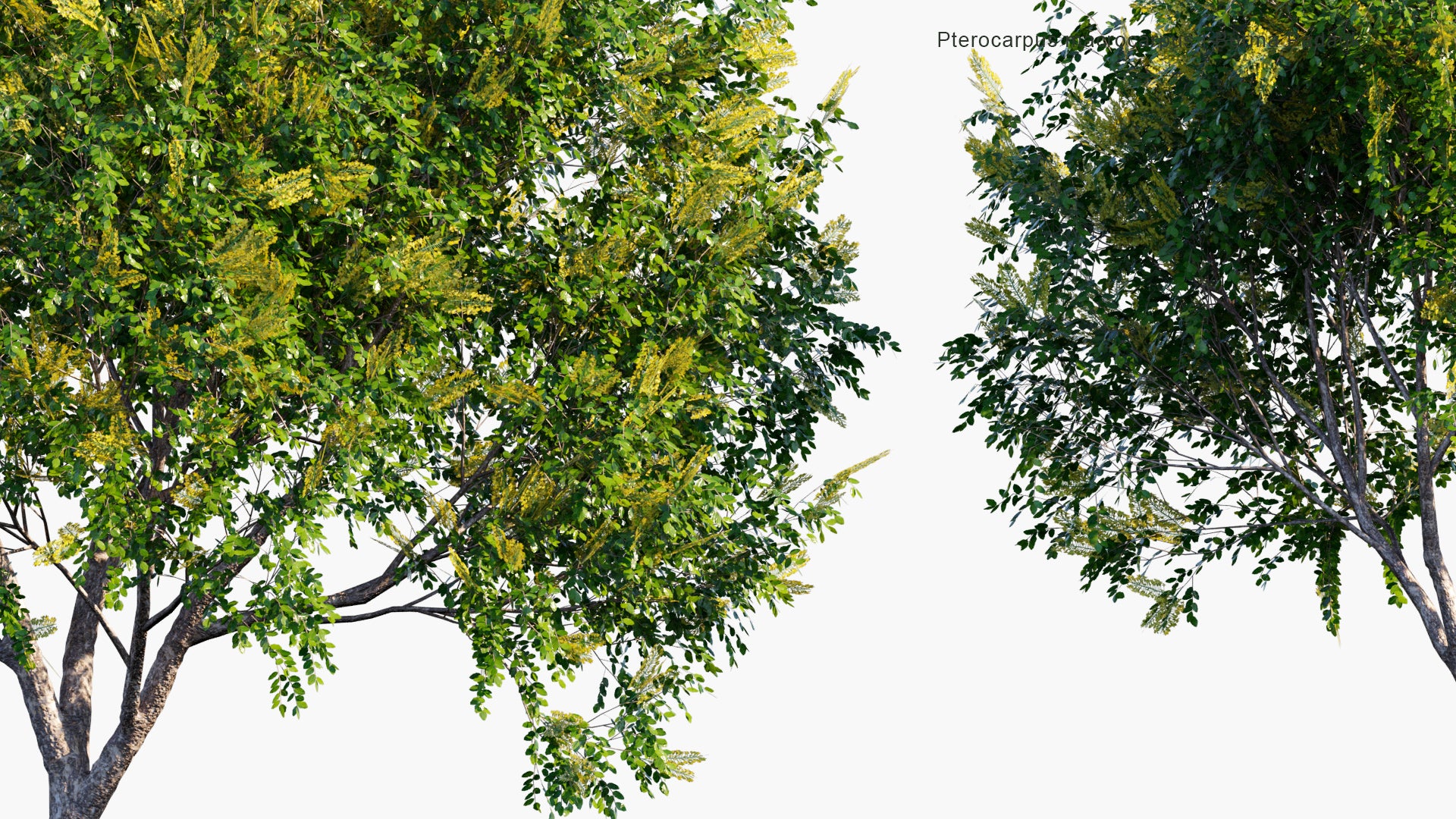 Low Poly Pterocarpus Macrocarpus - Burma Padauk (3D Model)