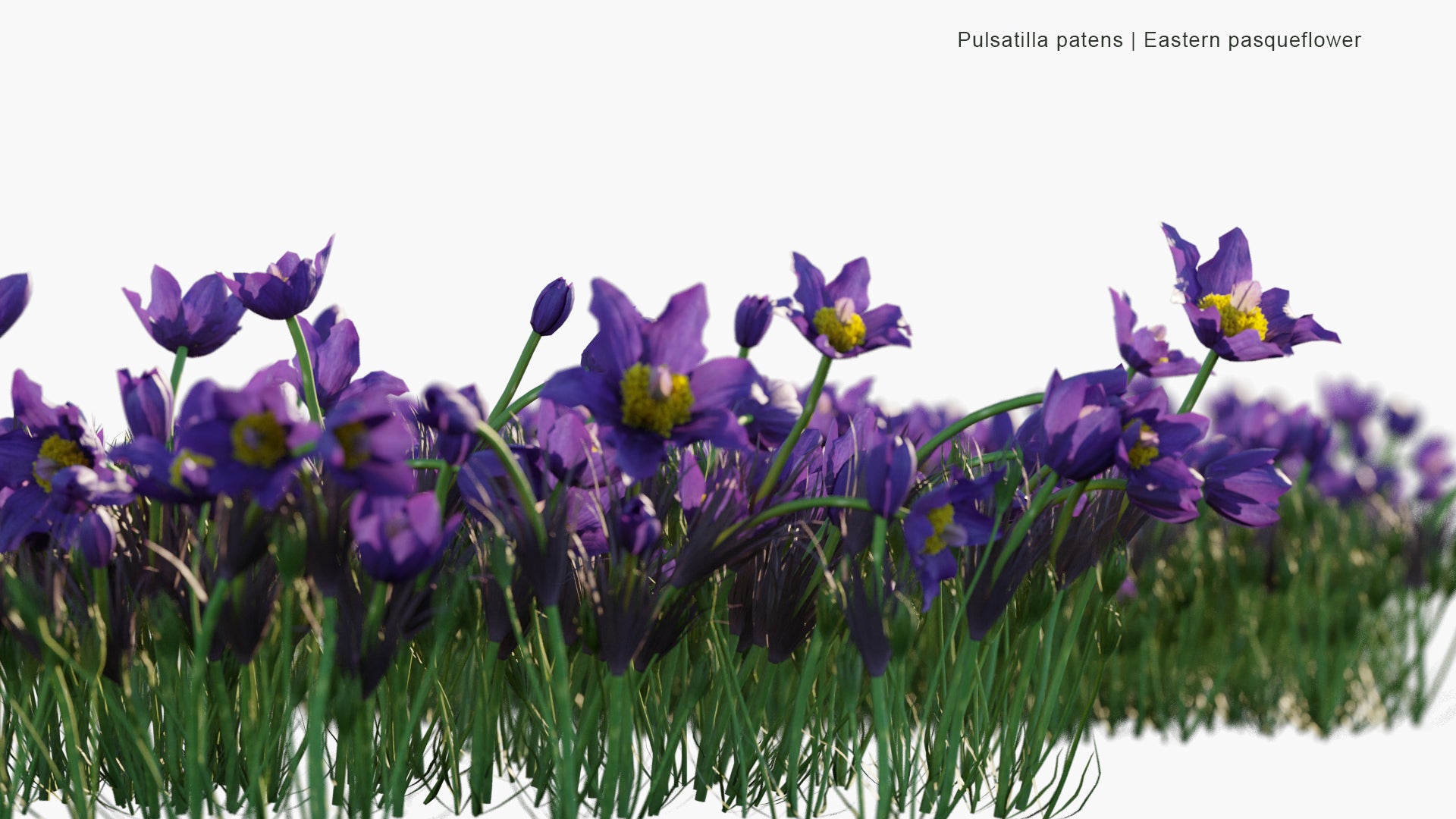 Pulsatilla Patens - Eastern Pasqueflower, Cutleaf Anemone (3D Model)