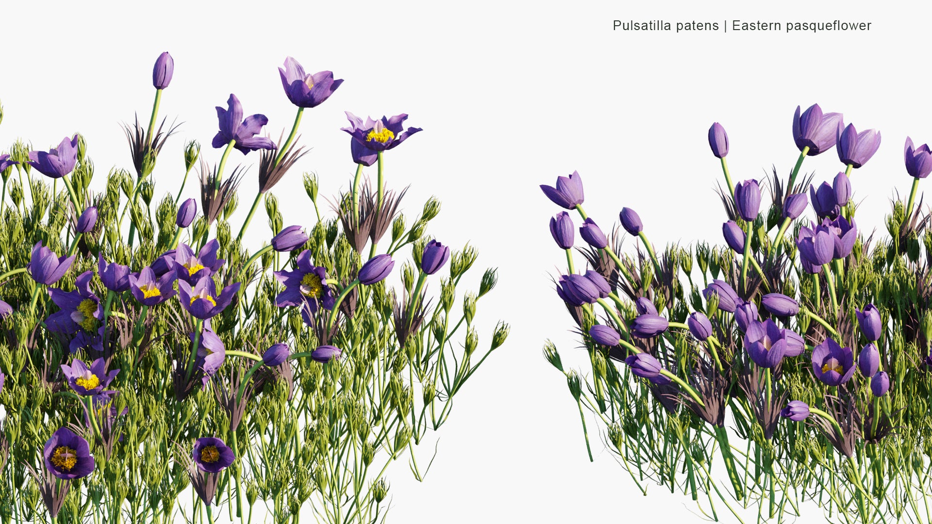 Pulsatilla Patens - Eastern Pasqueflower, Cutleaf Anemone (3D Model)