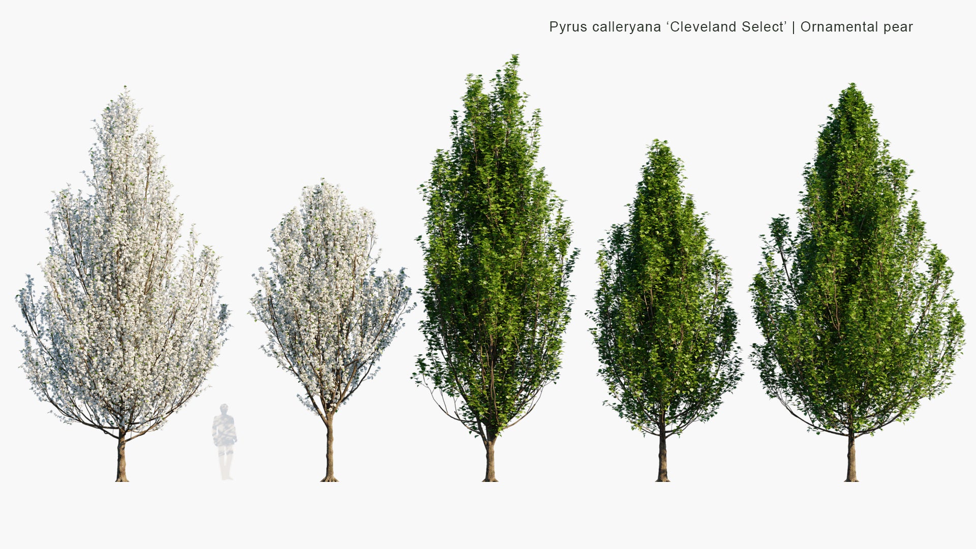 Pyrus Calleryana 'Cleveland Select' 3D Model