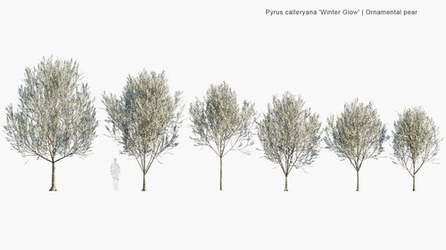 Pyrus Calleryana 'Winter Glow'
