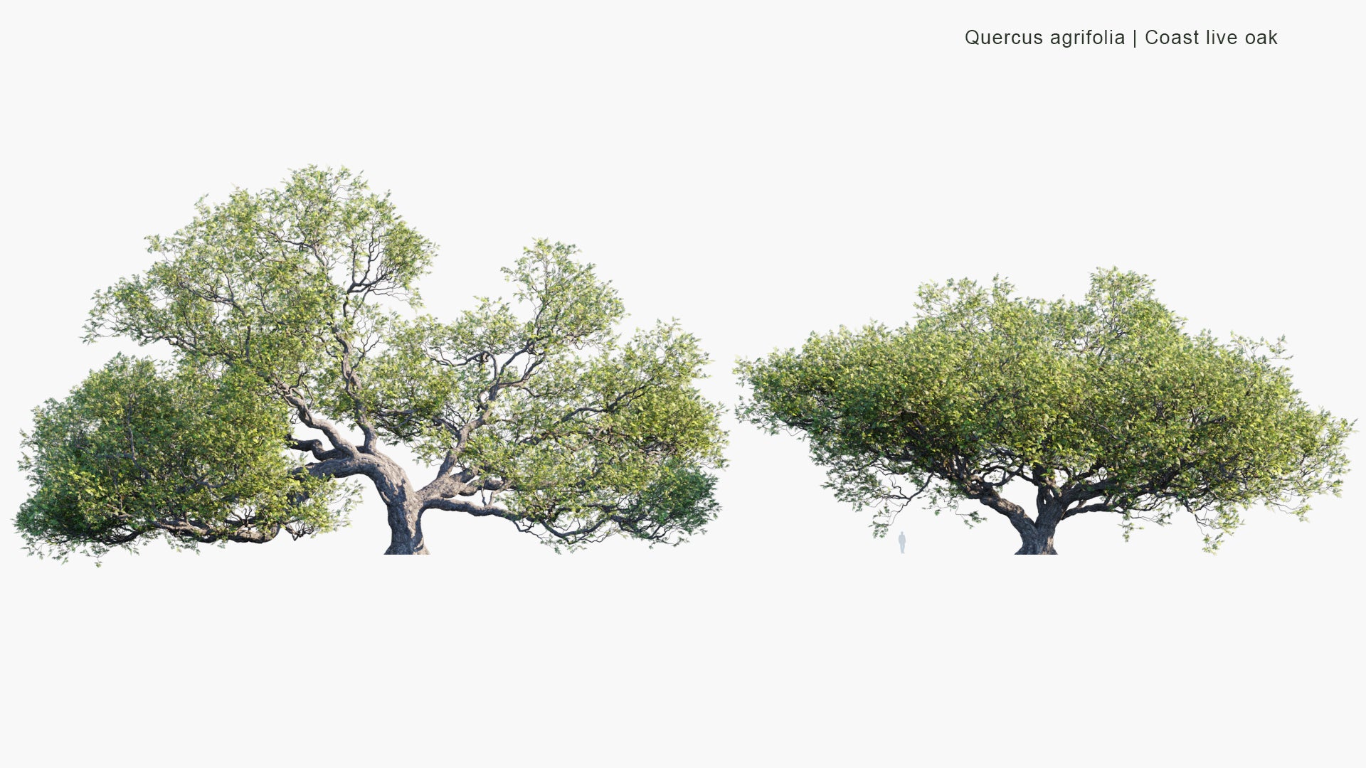 Quercus Agrifolia 3D Model