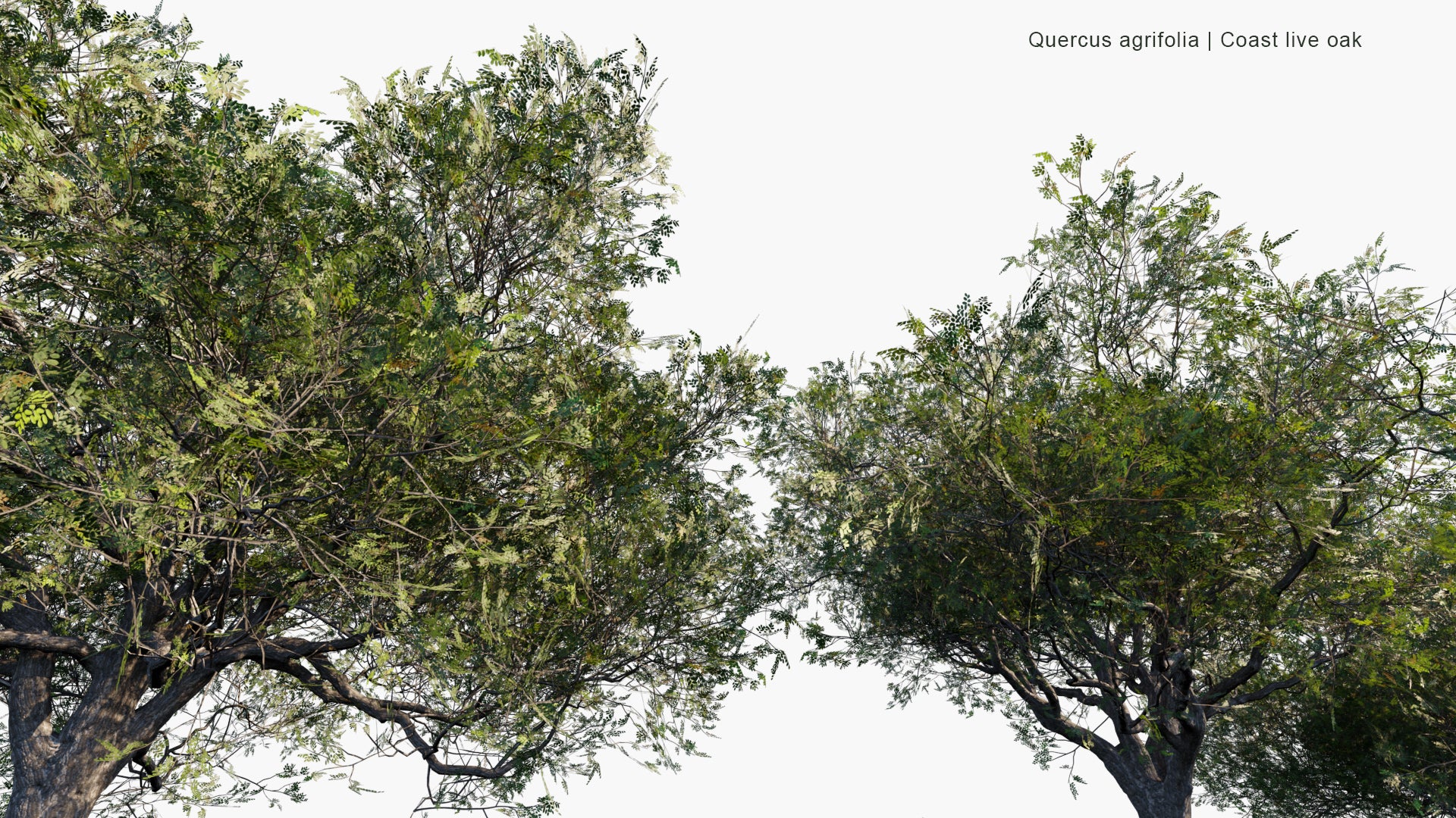 Low Poly Quercus Agrifolia - California Live Oak, Coast Live Oak (3D Model)