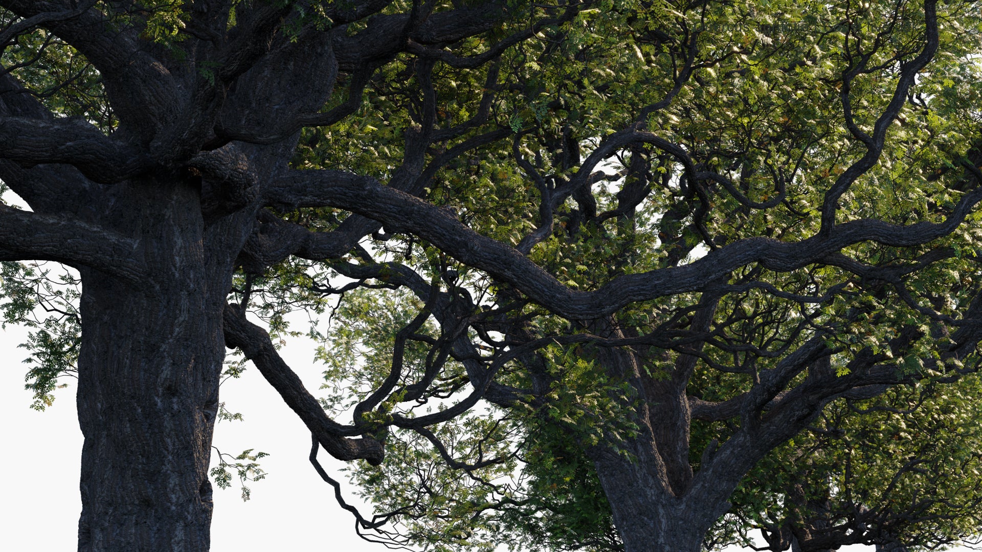 Quercus Agrifolia 3D Model