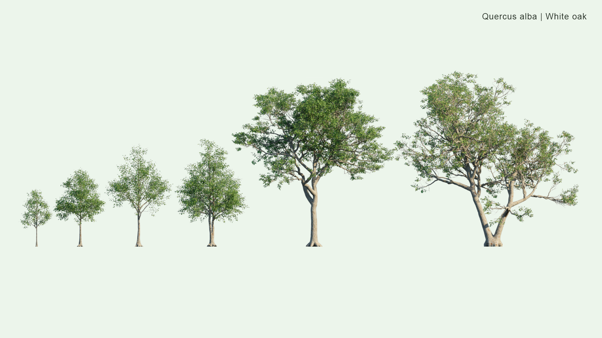 2D Quercus Alba - White Oak