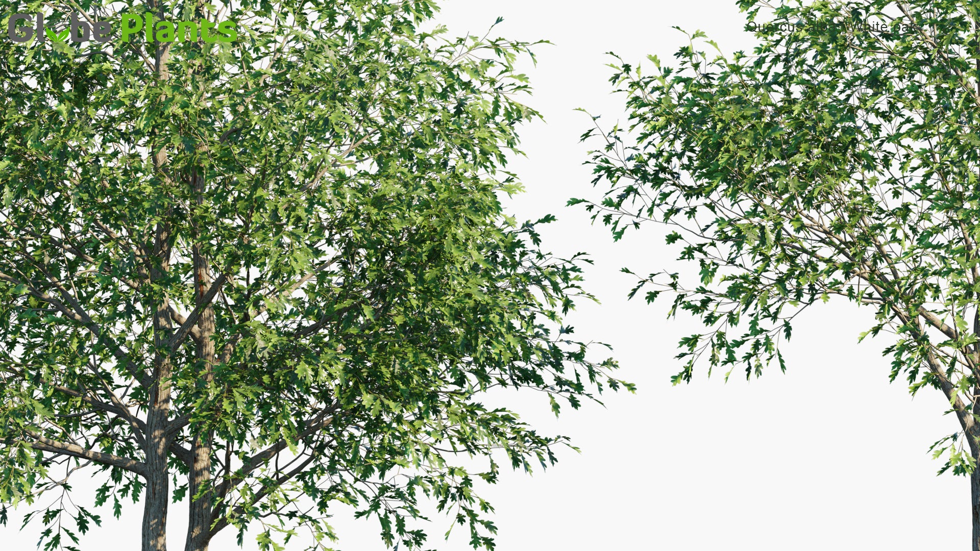 Low Poly Quercus Alba - White Oak (3D Model)