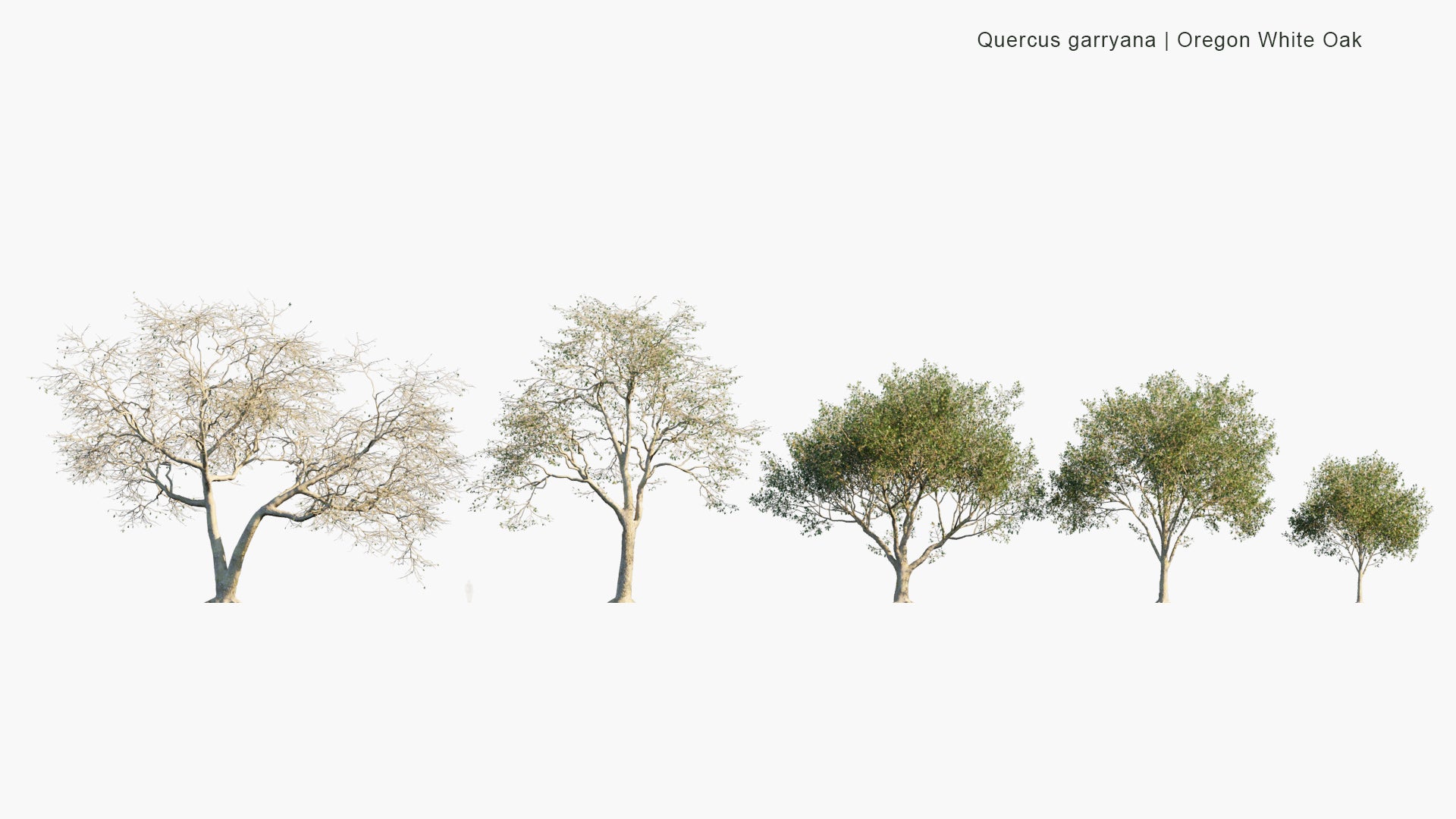 Low Poly Quercus Garryana - Oregon White Oak, Oregon Oak, Garry Oak (3D Model)