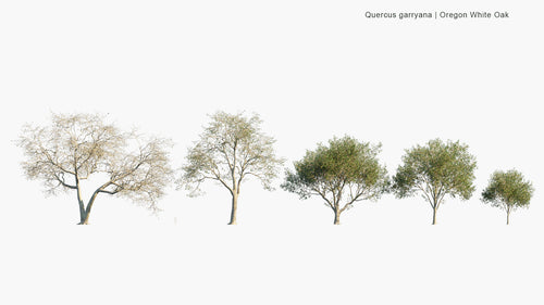 Quercus Garryana 