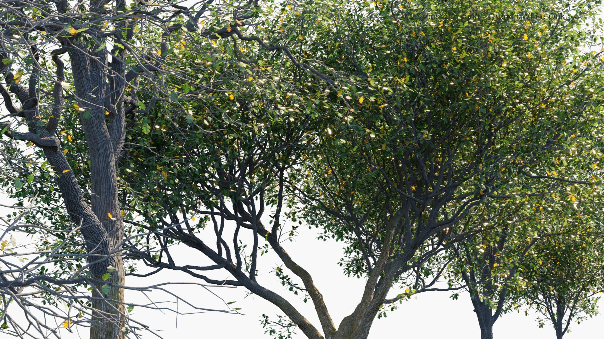 Quercus Garryana 3D Model