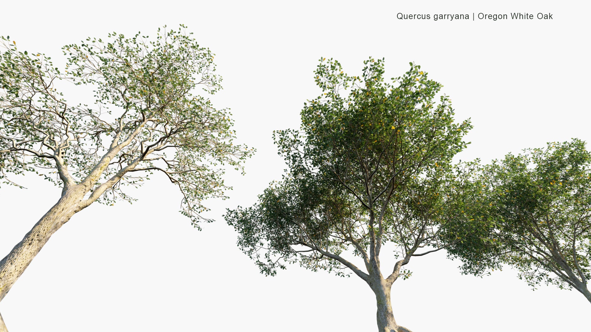 Low Poly Quercus Garryana - Oregon White Oak, Oregon Oak, Garry Oak (3D Model)