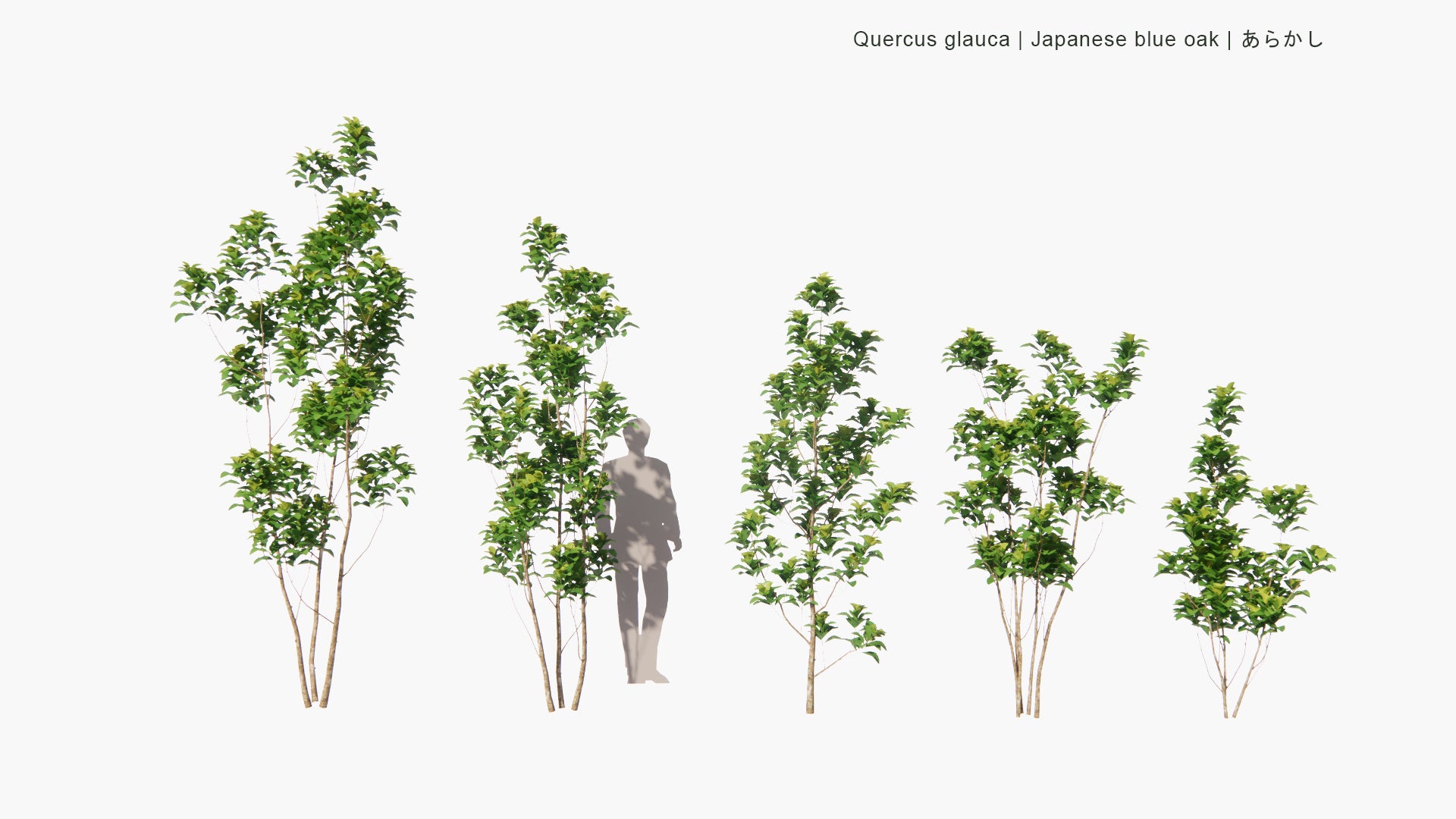 Low Poly Quercus Glauca - Japanese Blue Oak, あらかし (3D Model)