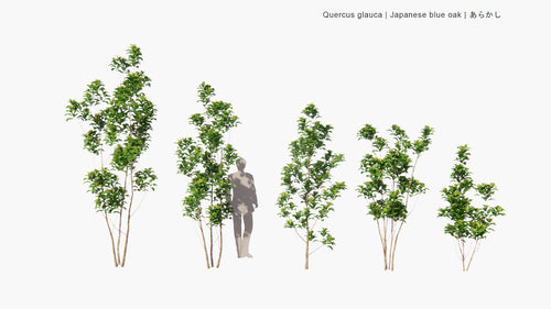 Quercus Glauca