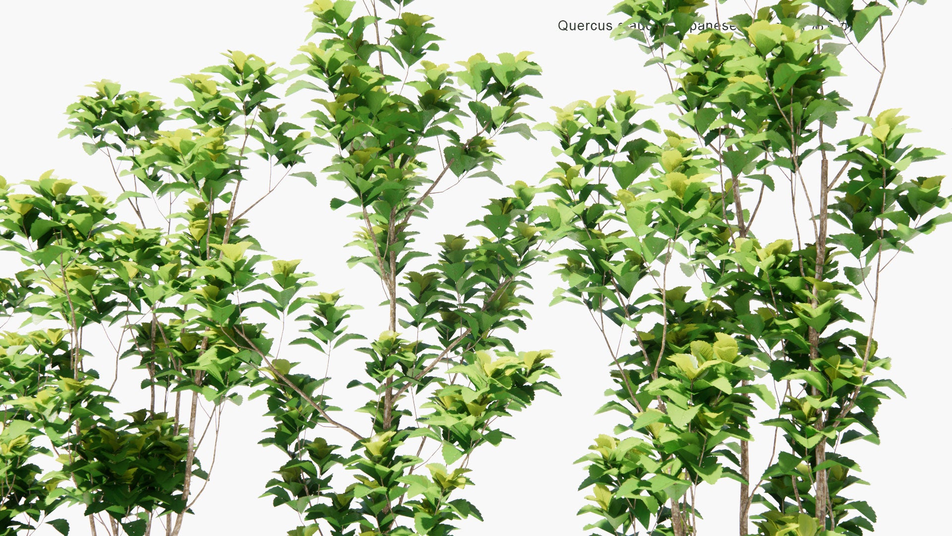 Low Poly Quercus Glauca - Japanese Blue Oak, あらかし (3D Model)