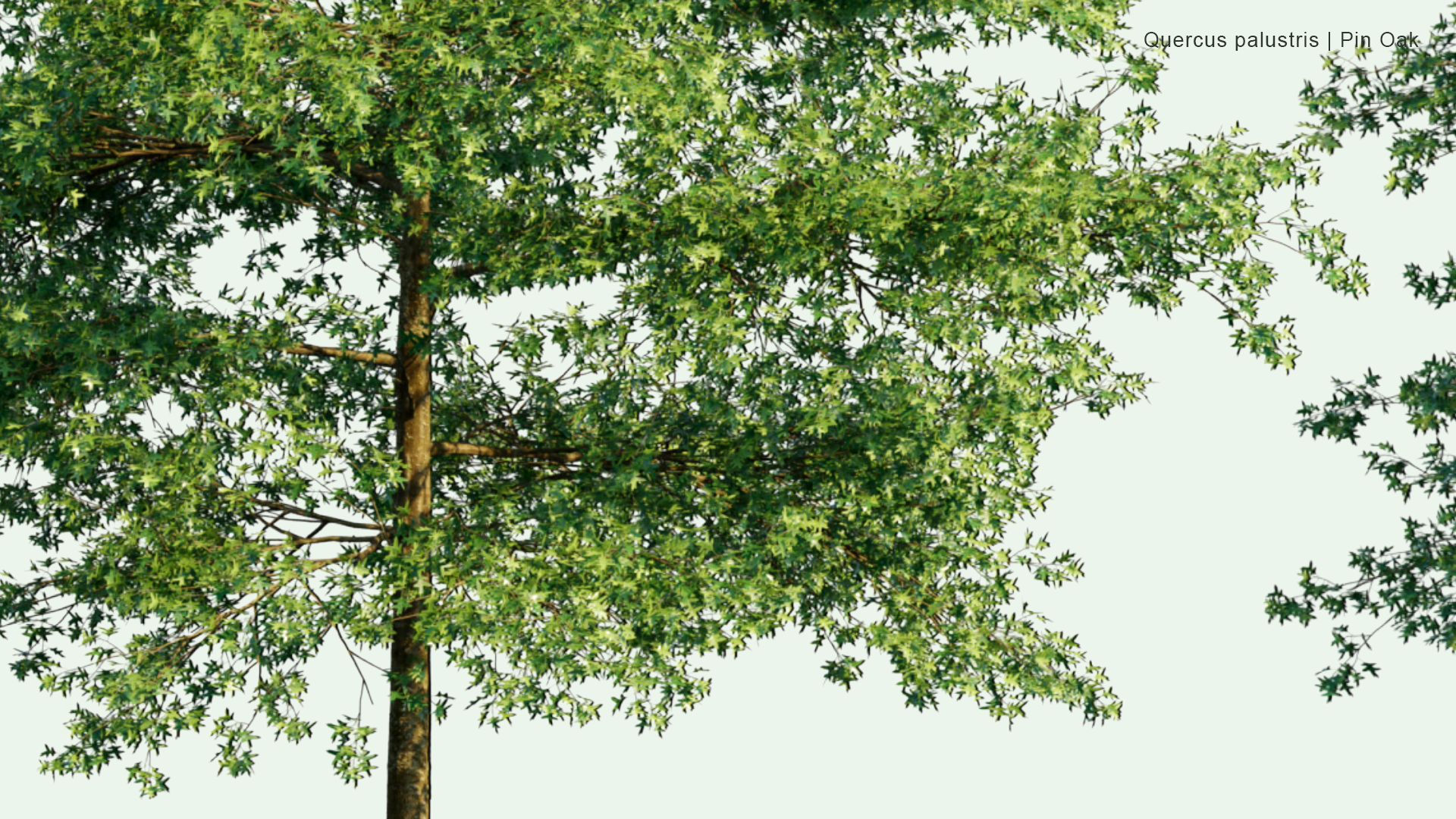 2D Quercus Palustris - Pin Oak, Swamp Spanish Oak