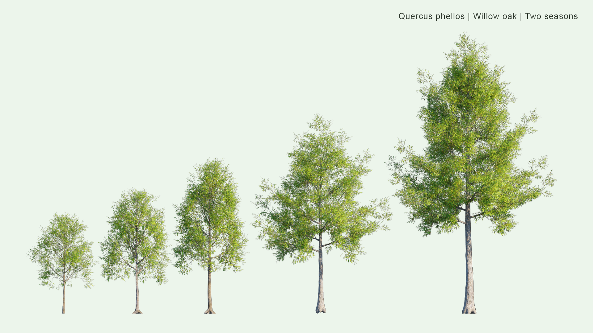 2D Quercus Phellos - Willow Oak