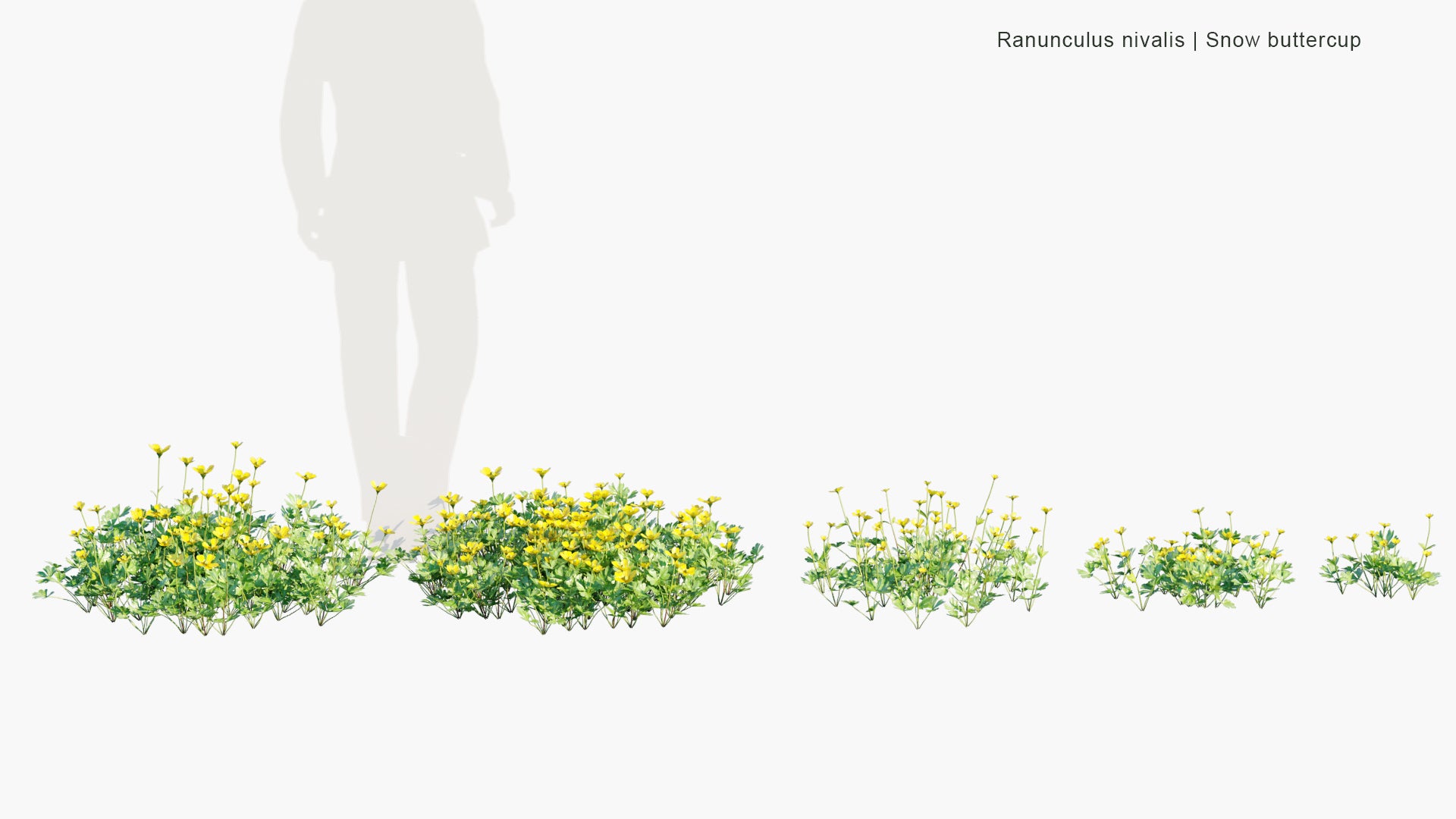 Ranunculus Nivalis - Snow Buttercup (3D Model)