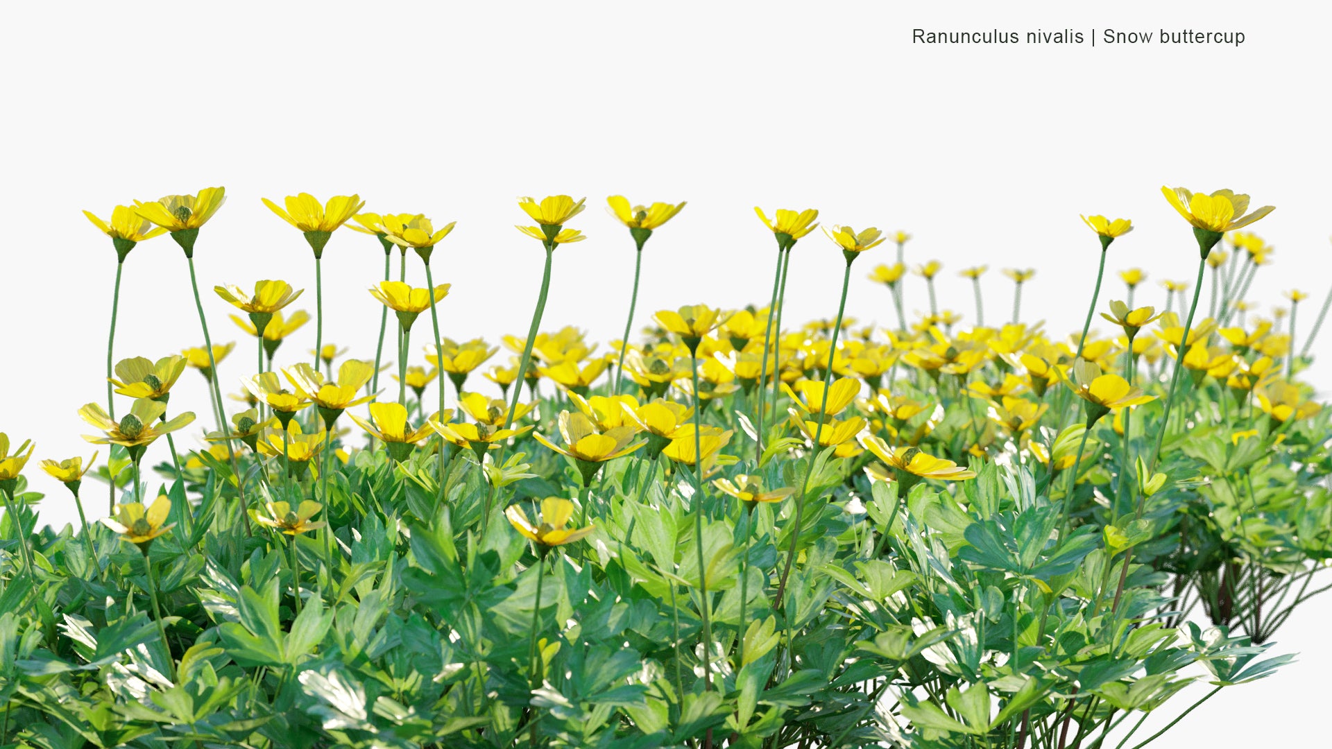 Ranunculus Nivalis - Snow Buttercup (3D Model)