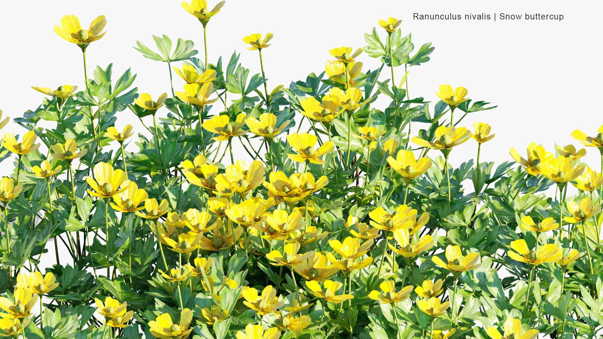 Ranunculus Nivalis - Snow Buttercup (3D Model)