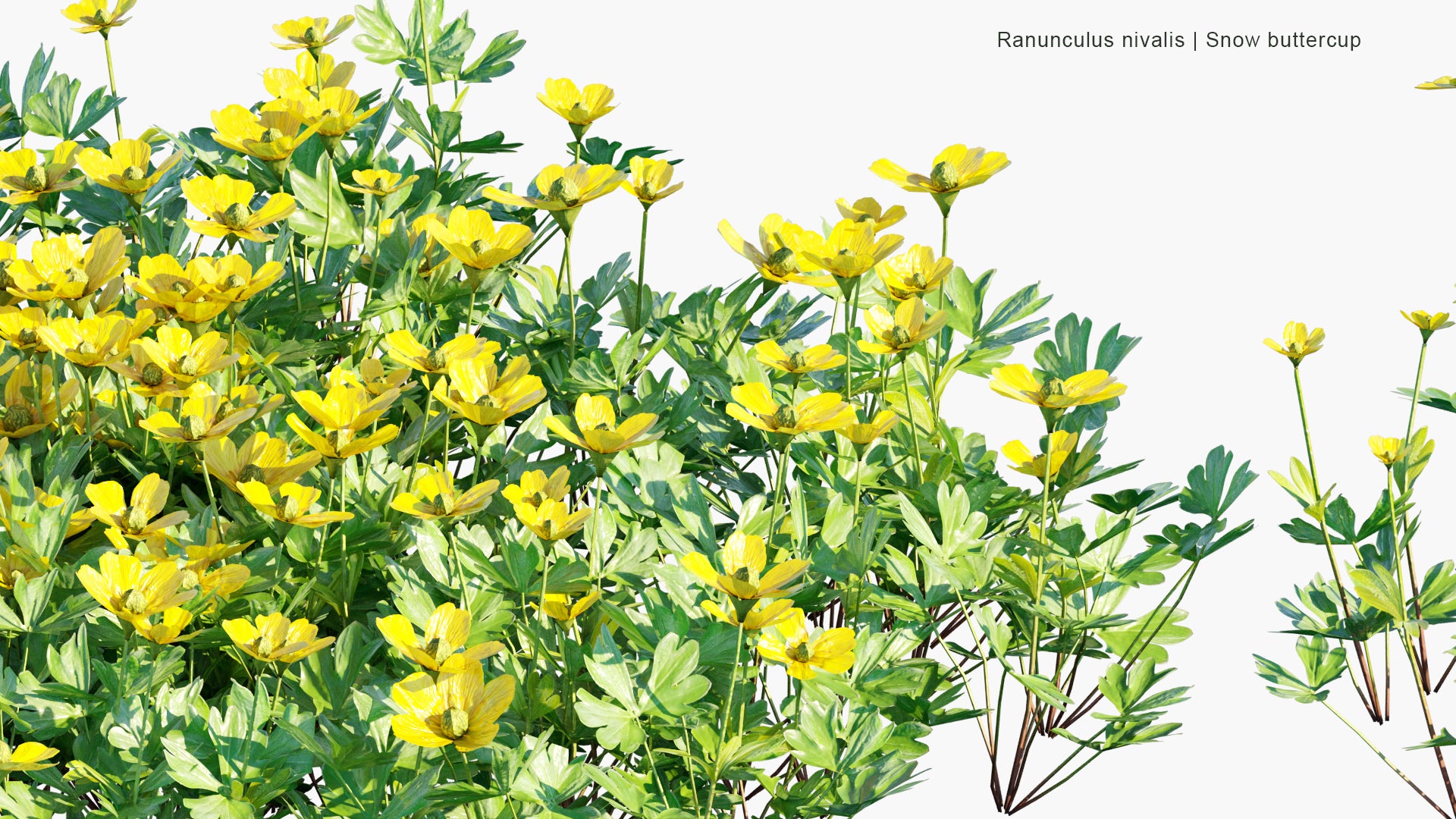 Low Poly Ranunculus Nivali - Snow Buttercup (3D Model)