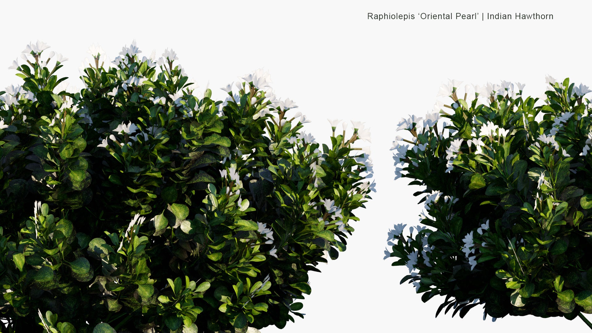 Low Poly Raphiolepis 'Oriental Pearl' - Indian Hawthorn (3D Model)