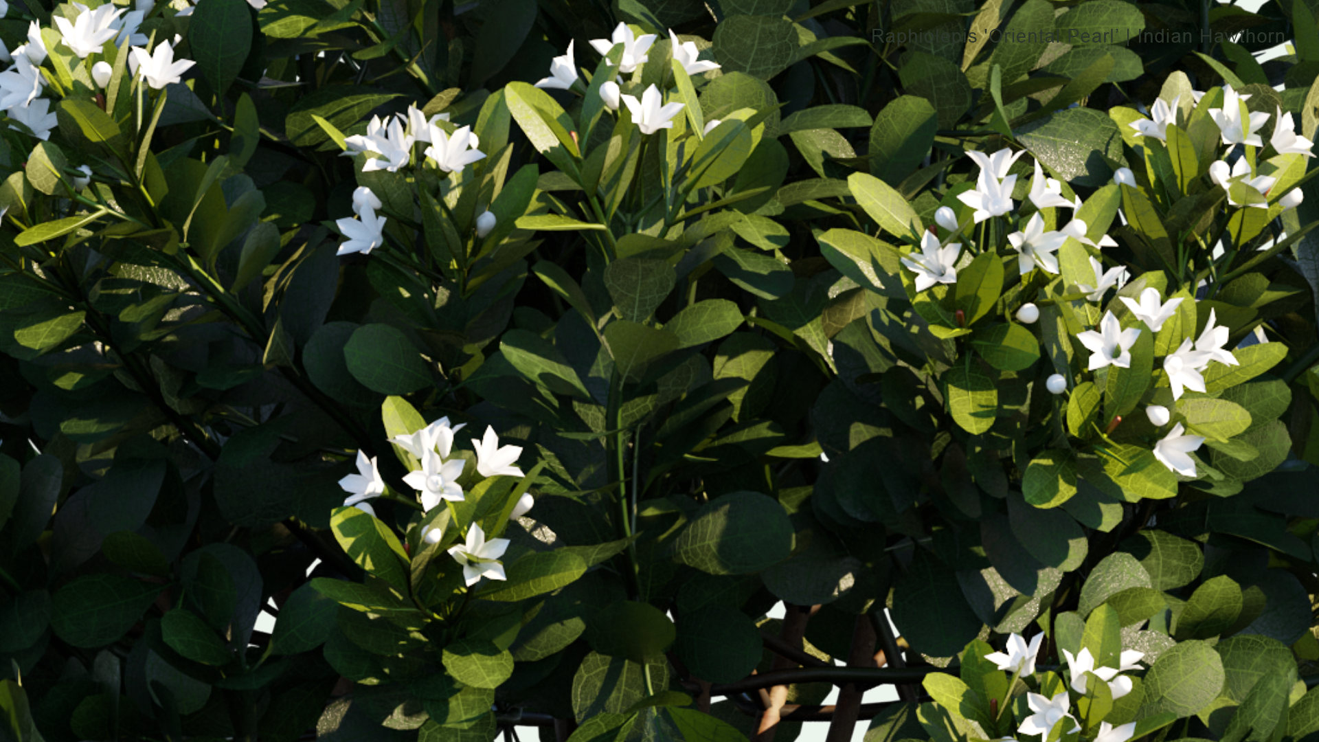 2D Raphiolepis 'Oriental Pearl' - Indian Hawthorn